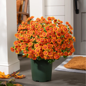37f9ff2df8647d74e0c4f88d163f85fd.png 💥 Last Day! 6 Bundles Just $19.98 🌼- Artificial Outdoor Sunset Mums Flowers - UV resistant, Waterproof, Windproof